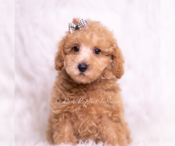 Medium Photo #95 Maltipoo (Toy) Puppy For Sale in WARSAW, IN, USA