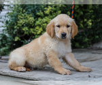 Small #5 Golden Retriever