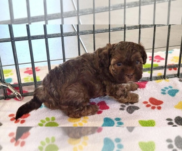 Medium Photo #8 ShihPoo Puppy For Sale in ORO VALLEY, AZ, USA