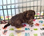 Small #7 ShihPoo