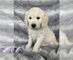 Goldendoodle Puppy for sale in OCONTO, WI, USA
