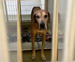 Small Great Dane