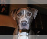 Small #22 American Pit Bull Terrier Mix