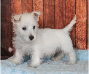 West Highland White Terrier Puppy for sale in PENNS CREEK, PA, USA