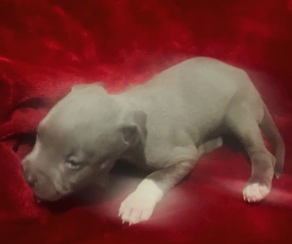 Medium Photo #2 American Pit Bull Terrier Puppy For Sale in TRENTON, NJ, USA