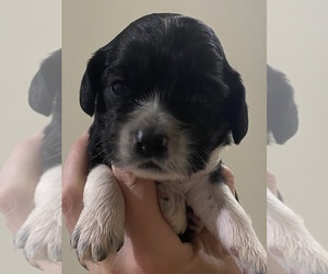 Cocker Spaniel Puppy for sale in WEST PLAINS, MO, USA