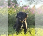 Puppy Kate Cane Corso-Doberman Pinscher Mix