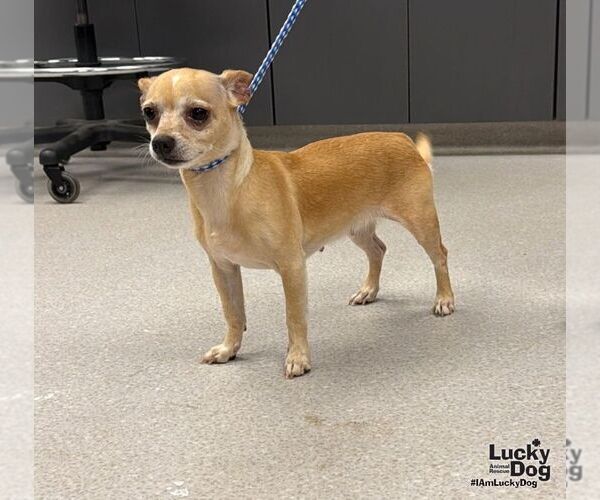 Medium Photo #1 Chihuahua-Unknown Mix Puppy For Sale in Washington, DC, USA