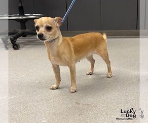 Chihuahua-Unknown Mix Dogs for adoption in Washington, DC, USA