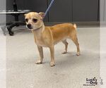 Lydia - Female Chihuahua-Unknown Mix Dog for Adoption - Small photo