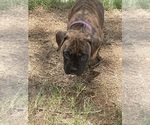 Puppy Puppy 3 Boxer