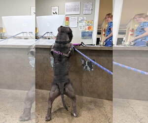 Chonk - Male American Bulldog-American Staffordshire Terrier Mix Dog for Adoption - Photo #4