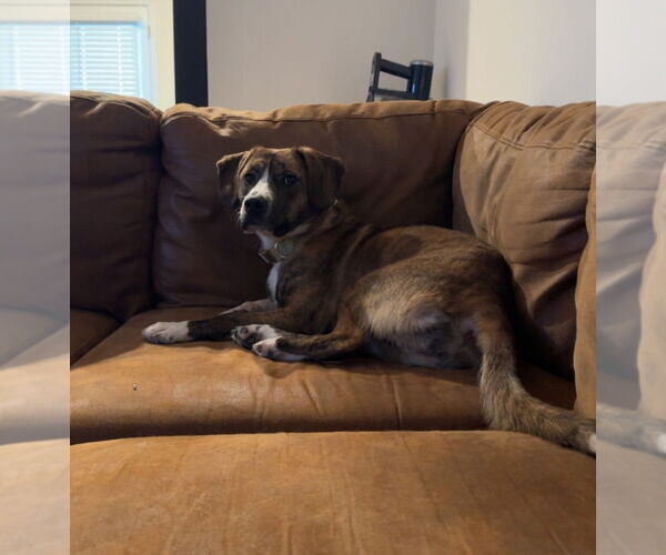 Medium Photo #2 Beagle Puppy For Sale in Holly Springs, NC, USA
