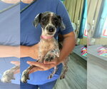 Small #7 Poodle (Miniature)