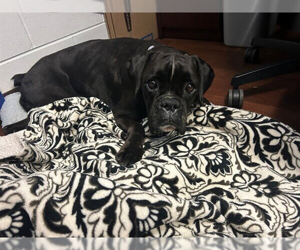 Medium Photo #1 Boxer Puppy For Sale in Ocala, FL, USA
