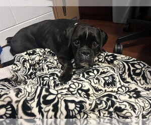 Boxer Dogs for adoption in Ocala, FL, USA