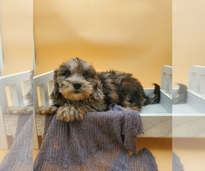 Lhasa-Poo Puppy for sale in GOSHEN, IN, USA