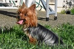 Small Photo #1 Yorkshire Terrier Puppy For Sale in MARYSVILLE, WA, USA