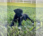 Small Boxer Mix
