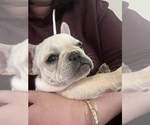 Small #3 French Bulldog