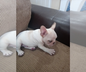 French Bulldog Puppy for sale in ADAMS CITY, CO, USA