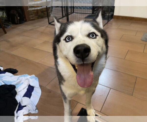 Medium Photo #4 Siberian Husky Puppy For Sale in Holly Springs, NC, USA