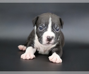 American Bully Puppy for sale in CHAMPAIGN, IL, USA