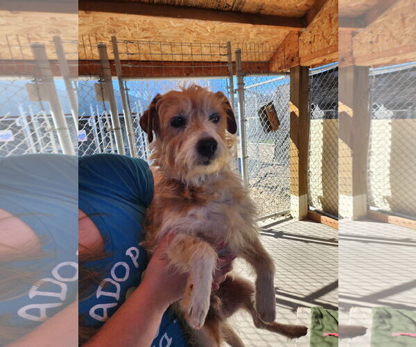 Medium Photo #1 Mutt Puppy For Sale in Emmett, ID, USA