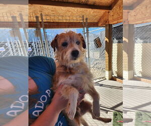 Mutt Dogs for adoption in Emmett, ID, USA