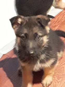 Medium Photo #6 German Shepherd Dog Puppy For Sale in SPOKANE, WA, USA