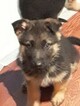 Small Photo #6 German Shepherd Dog Puppy For Sale in SPOKANE, WA, USA