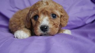 Cavapoo Puppy for sale in KENSINGTON, OH, USA