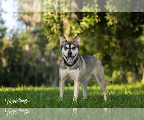 Medium Photo #2 Huskies -Labrador Retriever Mix Puppy For Sale in Tampa, FL, USA