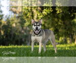 Small #1 Huskies -Labrador Retriever Mix