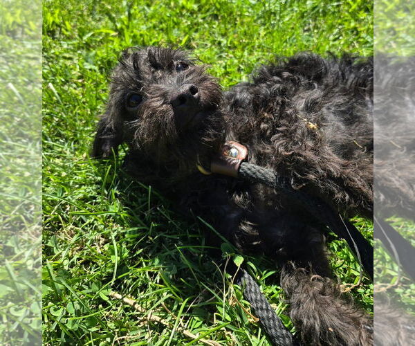 Medium Photo #3 ShiChi Puppy For Sale in Modesto, CA, USA