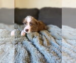 Small #1 Mutt