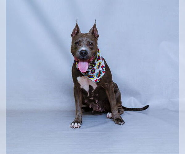 Medium Photo #2 American Pit Bull Terrier-Unknown Mix Puppy For Sale in Sanford, FL, USA