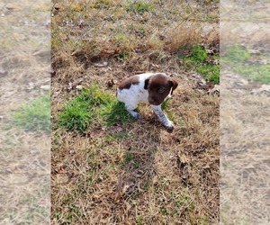 German Shorthaired Pointer Puppy for sale in FREDERICKTOWN, MO, USA