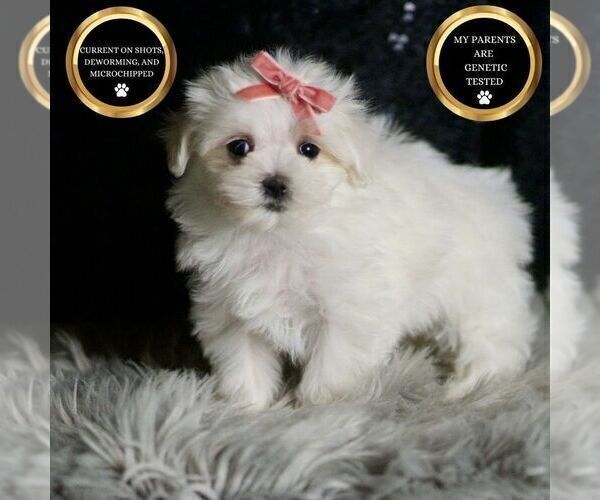 Medium Photo #30 Maltese Puppy For Sale in WARSAW, IN, USA