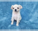 Small Photo #11 Chihuahua-Unknown Mix Puppy For Sale in San Francisco, CA, USA