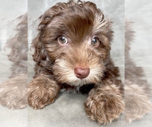 YorkiePoo Puppy for sale in AQUILLA, TX, USA