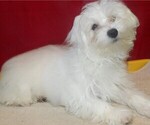 Puppy Bri Maltese