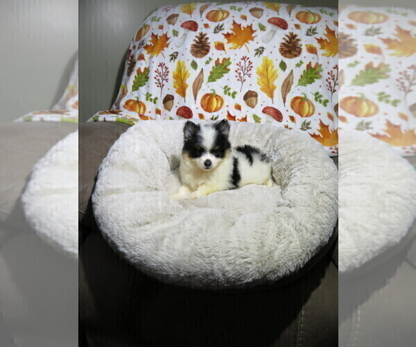 Medium Photo #6 Pomeranian Puppy For Sale in COOKEVILLE, TN, USA