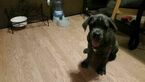 Small Photo #1 Cane Corso Puppy For Sale in DENVER, CO, USA
