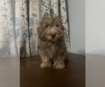 Small #32 Havanese