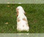 Small #3 Cocker Spaniel
