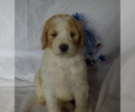 Small Photo #43 Poodle (Standard) Puppy For Sale in INDEPENDENCE, MO, USA