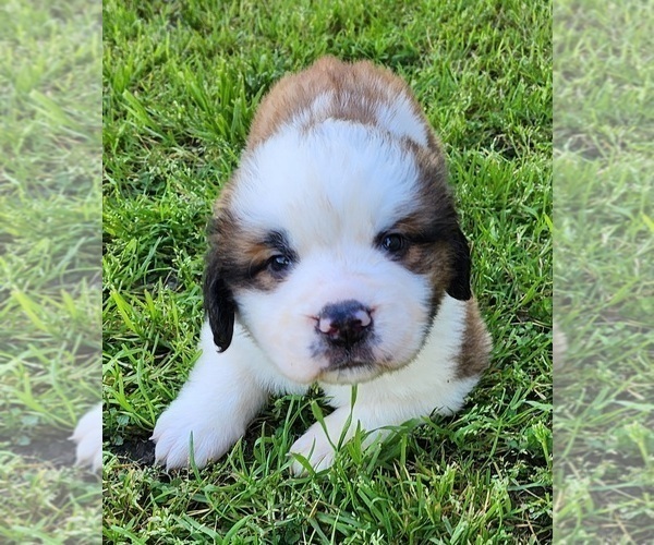 Medium Photo #2 Saint Bernard Puppy For Sale in TURLOCK, CA, USA