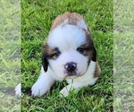 Small #1 Saint Bernard