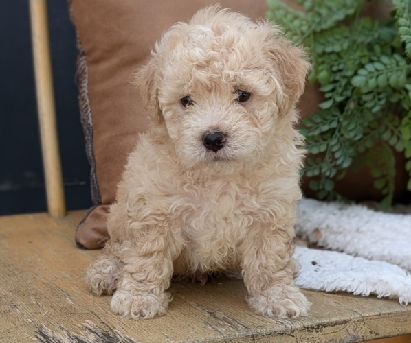 Medium Photo #1 Poovanese Puppy For Sale in GOSHEN, IN, USA